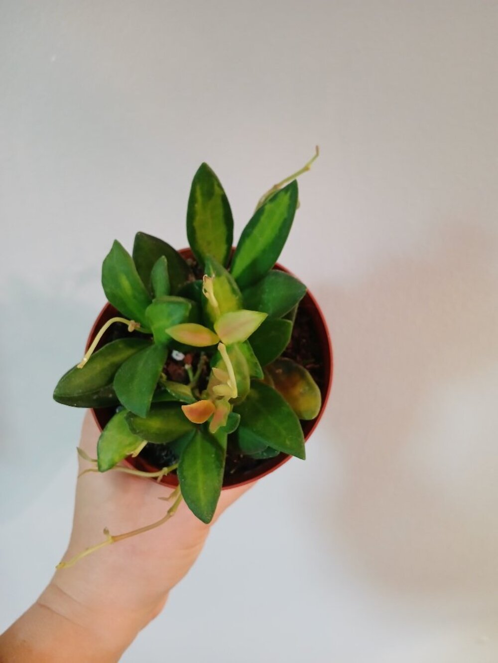 Hoya Burtonaie Varigated